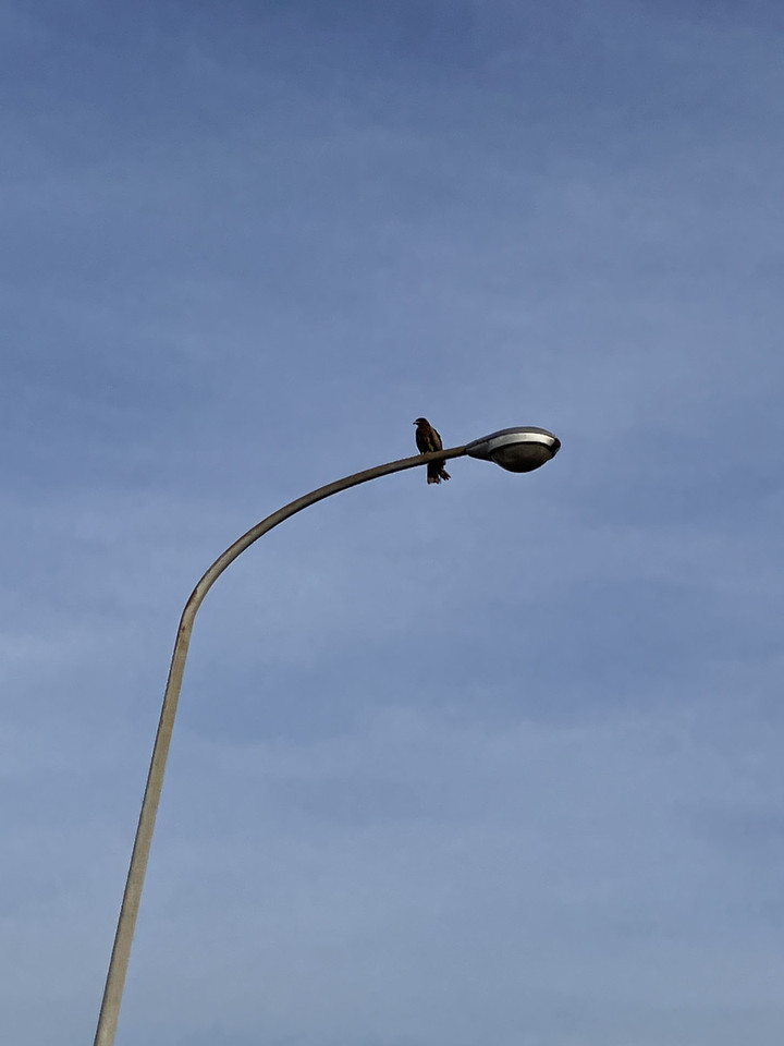 Photo_2